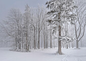 Winterwald in der Nähe von Kochel am See, Bayern, Deutschland