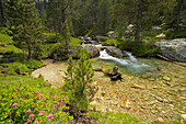 Der Fluss Riu de Monestero im Nationalpark Aigüestortes i Estany de Sant Maurici, Katalonien, Spanien, Europa