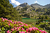 Blühende Azalee am Gletschersee Estany de les Obagues de Ratera oder Lagunas Llosas im Nationalpark Aigüestortes i Estany de Sant Maurici, Katalonien, Spanien, Europa