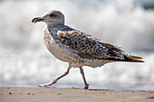  Seagull on the Baltic Sea beach, Weststrand, Ahrenshoop, Prerow, Baltic Sea, Fischland, Darß, Zingst, Vorpommern-Rügen district, Mecklenburg-Vorpommern, Western Pomerania region, Germany, Europe 