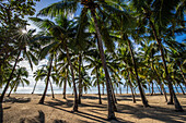  Plage de Bois Jolan, sunrise on the beach, Sainte-Anne, Guadeloupe, French Antilles, France, Europe 