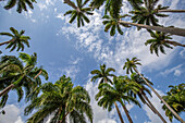  l&#39;Allée Dumanoir, Palm Avenue, Capesterre-Belle-Eau, Guadelupe French Antilles, France, Europe 