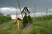 Wegkreuz vor Hopfenfeldern in der Holledau (Hallertau) bei Au, Landkreis Freising, Oberbayern, Bayern, Deutschland,