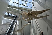  in the Ozeaneum at the harbor, Stralsund, Mecklenburg-Vorpommern, Germany 