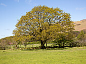  Eiche im Frühsommer, Buttermere, Lake District Nationalpark, Cumbria, England, Großbritannien 