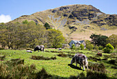  Robinson Fell, Buttermere, Nationalpark Lake District, Cumbria, England, Großbritannien 