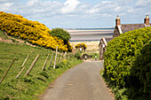  Küstenlandschaft bei Budle Bay, Küste von Northumberland, England, Großbritannien 