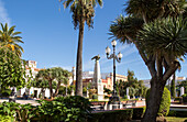  Bäume rund um die Plaza de la Angustas, Jerez de la Frontera, Spanien 