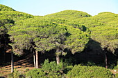 Stone pine trees, Pinus pinea, Parque Natural de Acantilado, Parque Natural de La Brena, Barbate, Cadiz province, Spain