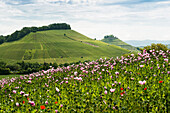 Schlafmohn (Papaver somniferum), Schlafmohnfeld, Erlenbach, bei Heilbronn, Baden-Württemberg, Deutschland