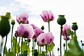  Opium poppy (Papaver somniferum), opium poppy field, Erlenbach, near Heilbronn, Baden-Württemberg, Germany 