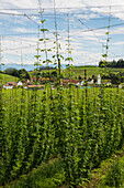  Hop garden, hop cultivation, hop plantation, Neukirch, near Tettnang, Upper Swabia, Lake Constance, Baden-Württemberg, Germany 