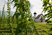  Chapel and hop gardens, hop cultivation, hop plantation, Chapel of St. George, St. George&#39;s Chapel, Dietmannsweiler, near Tettnang, Upper Swabia, Lake Constance, Baden-Württemberg, Germany 