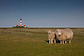  Westerhever lighthouse, with sheep, Westerheversand, Eiderstedt peninsula, North Frisia, Wadden Sea National Park, UNESCO World Heritage Site, Schleswig-Holstein, Germany 