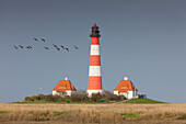  Westerhever lighthouse, Barnacle geese, Branta bernicla, Eiderstedt peninsula, North Frisia, Schleswig-Holstein, Germany 