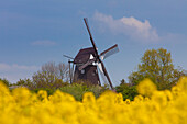 Windmühle Lemkenhafen, Insel Fehmarn, Schleswig-Holstein, Deutschland