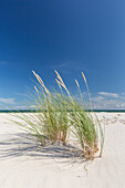  Beach at Sandhammaren on the Baltic Sea, Skane, Sweden 