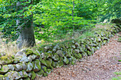 Alte Steinmauer, Häckeberga Naturreservat, Skane, Schweden