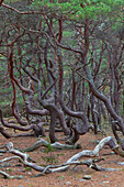 Waldkiefer, Pinus, sylvestris, knorrige und urig gewachsene Kiefern im Naturschutzgebiet Trollskogen, Öland, Schweden