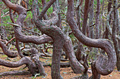  Scots pine, Pinus sylvestris, gnarled and rustically grown pines in the Trollskogen nature reserve, Oeland, Sweden 