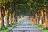  Silver linden, Tilia tomentosa, avenue, Scania province, Sweden 