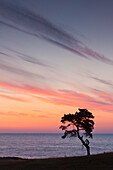 Kiefer, Waldkiefer, Pinus sylvestris, einsamer Baum, Sommer,  Haväng, Skåne, Schweden