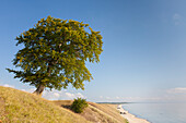 Buche, Rotbuche, Fagus sylvatica, einsamer Baum, Sommer, Provinz Schonen, Schweden