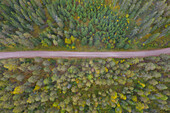  Lonely path in the forest, autumn, Dalarna, Sweden 