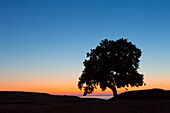  Pedunculate oak, Quercus robur, lonely tree at sunrise, summer, Scania Province, Sweden 