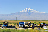 cattle market in the Ararat plain near Artashat, with the Mount Ararat in the background, 30 km southeast of Erevan, Armenia, Eurasia