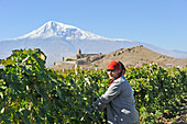 grape-picker in the vineyards in front of  Khor Virap Monastery, Ararat plain, Mount Ararat in the background, Artashat, Armenia, Eurasia