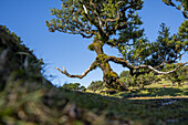  Laurel tree with a figure reminiscent of a magician, Fanal, Madeira, Portugal. 