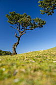 Einzelner Lorbeerbaum in Fanal, Madeira, Portugal.