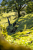  Mood picture of the green meadows in Fanal, Madeira, Portugal. 