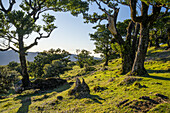 Wald aus Lorbeerbäumen im Abendlicht in Fanal, Madeira, Portugal.