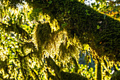  Moss-covered trunks and branches of gnarled laurel trees in Fanal, Madeira, Portugal. 