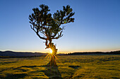  Laurel tree with sun star in the evening light Fanal, Madeira, Portugal. 