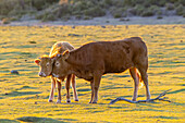  Calves in the evening light Fanal, Madeira, Portugal. 