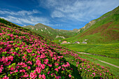 Blühende Alpenrosenfelder mit Labesebenhütte im Hintergrund, Labesebenhütte, Pfunderer Höhenweg, Zillertaler Alpen, Südtirol, Italien