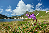  Blooming Soldanellas with Wilder See blurred in the background, Wilder See, Pfunderer Höhenweg, Zillertal Alps, South Tyrol, Italy 