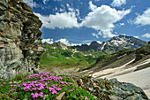  Flowering campion with Valler Valley in the background, Pfunderer Höhenweg, Zillertal Alps, South Tyrol, Italy 