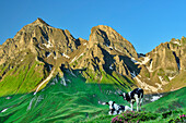  Two cows with Wurmaulspitze and Eselskopf in the background, Kellerscharte, Pfunderer Höhenweg, Zillertal Alps, South Tyrol, Italy 