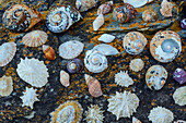 Verschiedene Muscheln und Schnecken auf Felsblock, Otter Trail, Tsitsikamma Section, Garden Route National Park, Eastern Cape, Südafrika