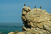 Mehrere Kormorane sitzen zum Trocknen auf einem Felsen, Otter Trail, Tsitsikamma Section, Garden Route National Park, Eastern Cape, Südafrika