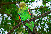 Kappapagei, Poicephalus robustus, Birds of Eden, Plettenberg Bay, Western Cape, Südafrika