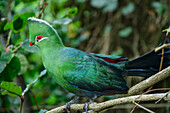 Federhelmturako, Tauraco corythaix, Birds of Eden, Plettenberg Bay, Western Cape, Südafrika