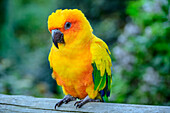  Sun Conure, Aratinga solstitialis, Birds of Eden, Plettenberg Bay, Western Cape, South Africa 