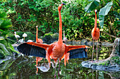 Roter Flamingo, Phoenicopterus ruber, Birds of Eden, Plettenberg Bay, Western Cape, Südafrika