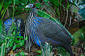  Vultured Guineafowl, Acryllium vulturinum, Birds of Eden, Plettenberg Bay, Western Cape, South Africa 