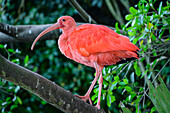 Roter Sichler, Eudocimus ruber, Birds of Eden, Plettenberg Bay, Western Cape, Südafrika